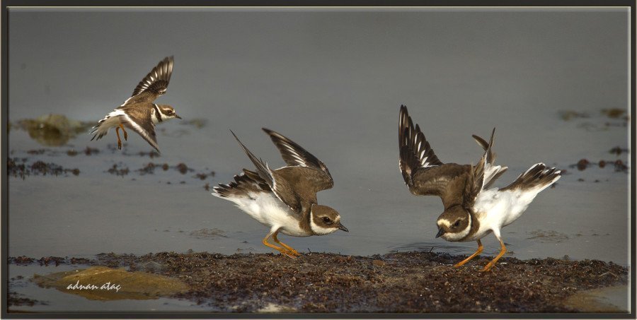 Halkalı cılıbıt - Charadrius hiaticula - Common ringed plover (Jizan 2014)
