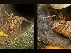 Büyük ev örümceği - Tegenaria gigantea - house spiders (Ankara 2008)