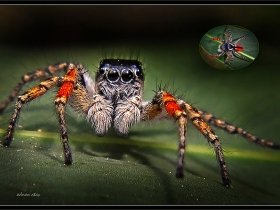 Sıçrayıcı örümcek - Jumping Spiders - Philaeus chrysops (Ölüdeniz 2010)