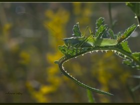 Yeşil çekirge - Tettigonia viridissima - Great Green Bush Cricket (İncek 2014)
