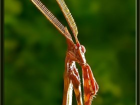 Peygamber devesi - Empusa pennata - Conehead mantis (Ankara 2005)