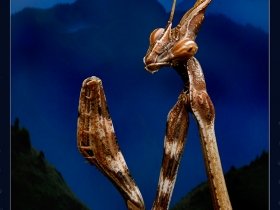 Peygamber devesi - Empusa pennata - Conehead mantis (Ankara 2009)