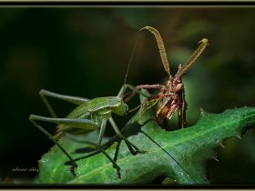 Peygamber devesi - Empusa pennata - Conehead mantis (Ankara 2013)
