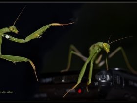 Peygamber devesi - Mantis religiosa - European mantis 2