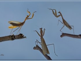 Peygamber devesi - Mantis religiosa - European mantis (Ankara 2013)
