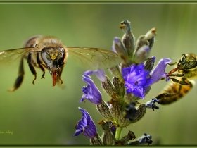 1) Bal arısı - Apis mellifera ve Lavanta (Ankara 2012) 2
