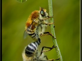 4) Bitki arıları (Kocaeli 2011)