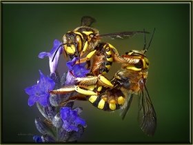 6) Yaprak kesici arılardan (Megachilidae) Anthidium florentinum (Ankara 2011) 1