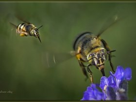 8) Yeşilgözlü arı - Amegilla asserta - Blue Banded Bee (Ankara 2013) 1