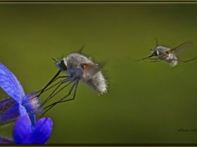 2) Arı sineği - Bombylius major - Bee Fly (Ankara 2013)