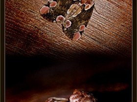 Drepanidae Fam. Thyatira batis - Peach Blossom (Borçka 2009)