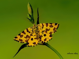 Geometridae (Mühendiskelebekleri) Fam. Benekli sarı güve - Pseudopanthera macularia - Speckled Yellow (Ankara 2009)