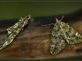 Geometridae (Mühendiskelebekleri) Fam. Chloroclysta siterata - Red green Carpet (Borçka 2008)