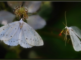 Geometridae (Mühendiskelebekleri) Fam. Dyscia raunaria (Ankara 2009)