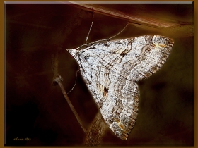 Geometridae (Mühendiskelebekleri) Fam. Larentiinae Chesiadini - Aplocera plagiata (Sapanca 2007)