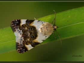 Noctuidae (Baykuşkelebekleri) Fam. Acontia (Acontia) lucida (Sapanca 2008)