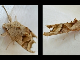 Noctuidae (Baykuşkelebekleri) Fam. Angle Shades (Polatlı 2007)