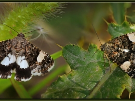 Noctuidae (Baykuşkelebekleri Fam. Dört benekli güve - Tyta luctuosa - Four spotted moth (Ankara 2008)