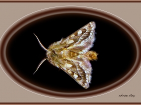 Noctuidae (Baykuşkelebekleri) Fam. Ulochlaena hirta (Ankara 2007)