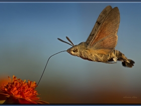 Sphingidae Fam. Atmaca Güvesi - Macroglossum stellatarum - Hummingbird Hawk-moth (Osmaniye 2011) 2