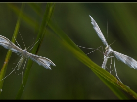 Telekli güve - Pterophorus pentadactylus - White Plume Moth (Gölbaşı 2014)