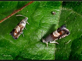 Yonca Tohum Güvesi - Grapholita compositella - Clover Seed Moth (Sapanca 2013)