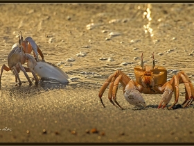Boynuzgözlü hayalet yengeç - Ocypode ceratophthalma - Horn Eyed Ghost Crab (Jizan 2014)