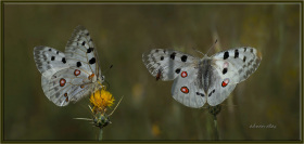 Apollo - Parnassius apollo (Ankara 2015) 2