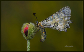 Step fistosu - Zerynthia deyrollei - Eastern steppe festoon (Ankara 2015)