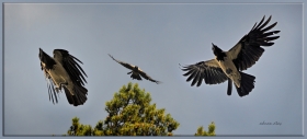 Gri leş Kargası - Corvus corone - Hooded Crow (Sarıkamış 2010)