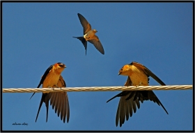 +Kızıl kırlangıç - Cecropis daurica - Red rumped Swallow (Ölüdeniz 2010)
