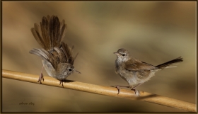 Kamışbülbülü - Cettia cetti - Cetti's warbler (Gölbaşı 2013)