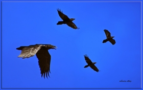 Kara leş Kargası - Corvus corone - Hooded Crow (Göksü deltası 2010)