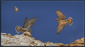 Kaya serçesi - Rock sparrow - Petronia petronia (Ankara 2014)