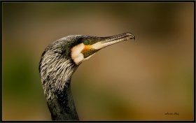 Karabatak - Phalacrocorax carbo - Great cormorant (Bursa 2011)