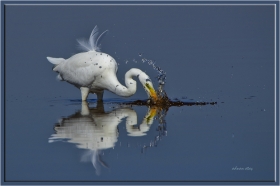 Büyük ak balıkçı - Casmerodius albus - Great egret (Gölbaşı 2011) 4