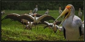 +Sarıgagalı leylek - Mycteria ibis - Yellow billed stork (Kuala Lumpur 2013)
