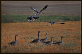 Boz kaz - Anser anser - Greylag Goose (Konya 2012)