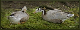 Hint kazı - Anser indicus - Bar headed goose (Amsterdam 2012)