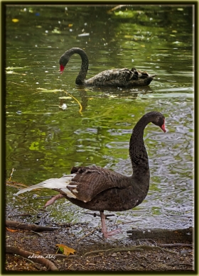 Kara kuğu - Cygnus atratus - Black Swan (Amsterdam 2012)