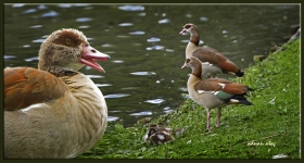 Nil kazı - Alopochen aegyptiaca - Egyptian Goose (Amsterdam 2012)
