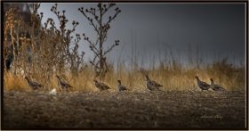 Çilkeklik - Perdix perdix - Grey Partridge (Gölbaşı 2013)