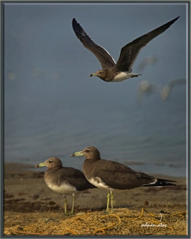 Arap martısı - Larus hemprichii - Sooty gull (Jizan 2014)