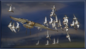 Döğüşkenkuş - Philomachus pugnax - Ruff (Gölbaşı 2012) 4