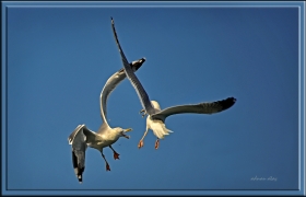 Gümüş martı - larus michahellis - Yellow legged Gull (Bursa 2010) 2