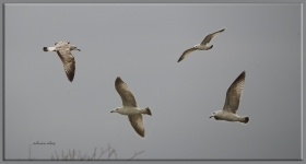 Küçük gümüş martı - Larus canus - Mew Gull (Kırmıtlı, Osmaniye 2011)