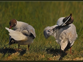Karabaş martı - Black-headed gull - Larus ridibundus (Ankara 2010)
