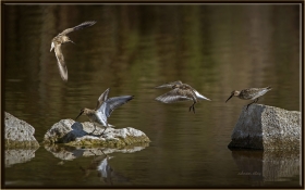-Karakarınlı kumkuşu - Calidris alpina -  Dunlin (Gölbaşı 2013)