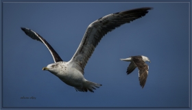 Karasırtlı martı - Larus fuscus - Lesser Black backed Gull (İznik 2013)