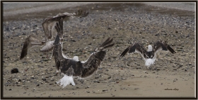 Karasırtlı martı - Larus fuscus - Lesser Black backed Gull (Lahey, Den Haag 2012)